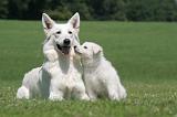 BERGER BLANC SUISSE - ADULTS ET PUPPIES 047